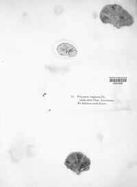 Polyporus virgineus image